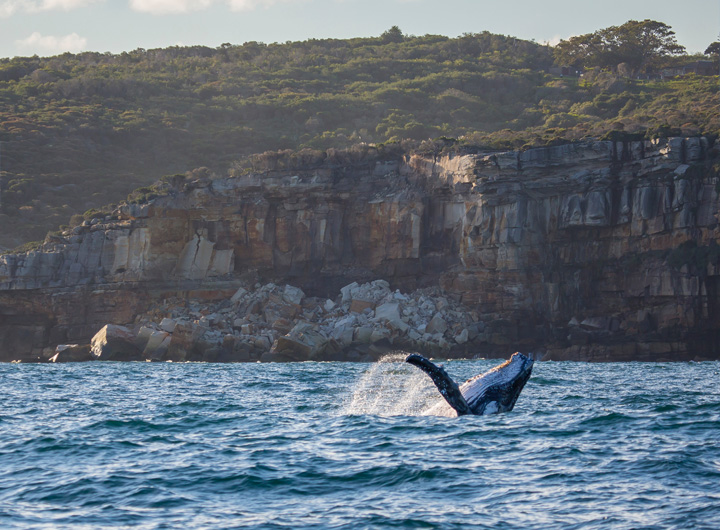 A whale surfacing from the ocean