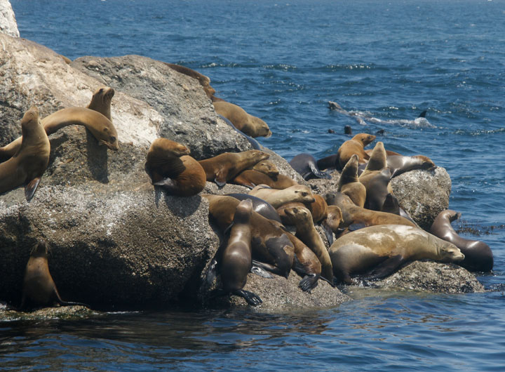 Seals shown resting on a rock near the ocean